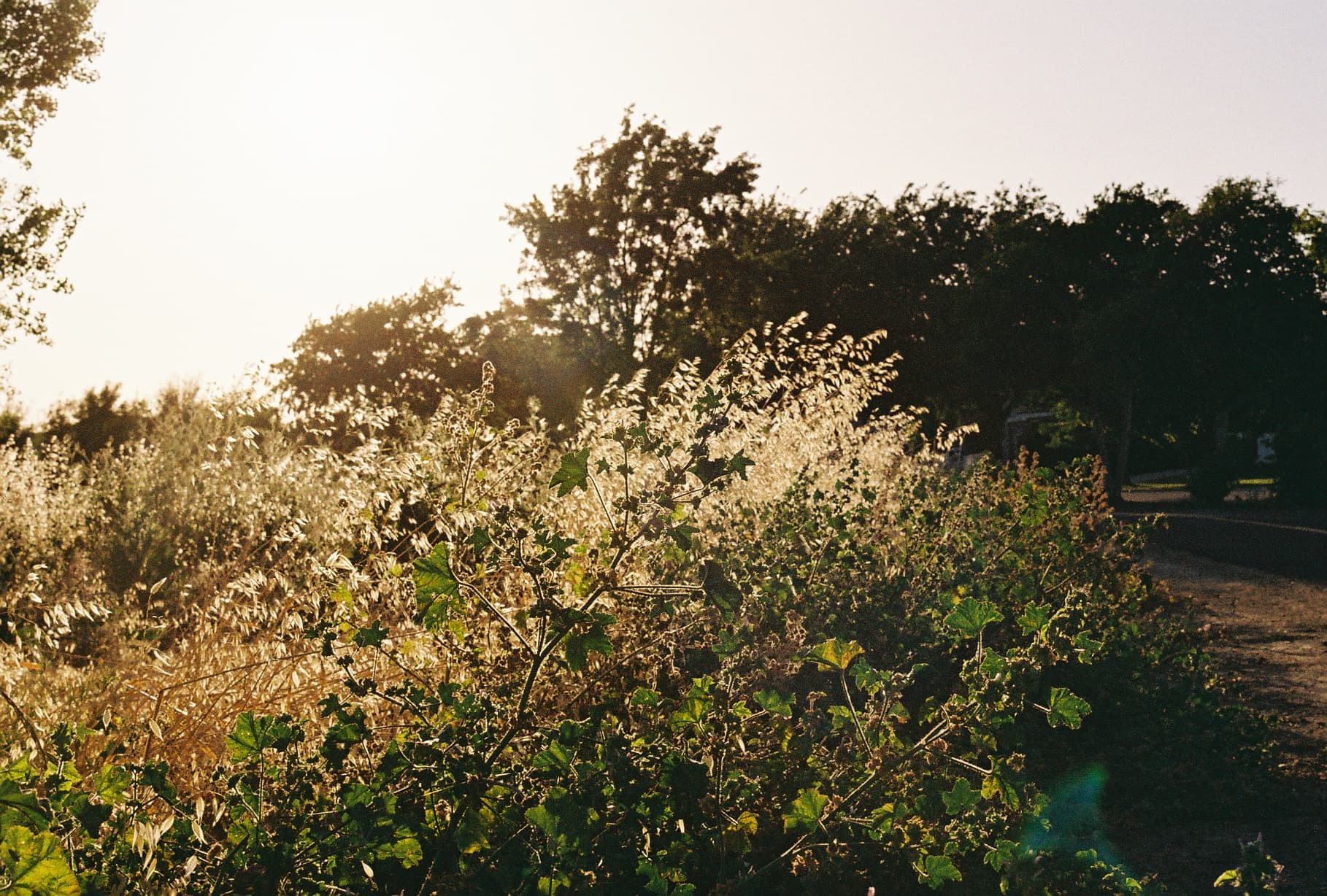 Sunlight filters through trees, casting a warm glow on wild grasses in a tranquil outdoor setting