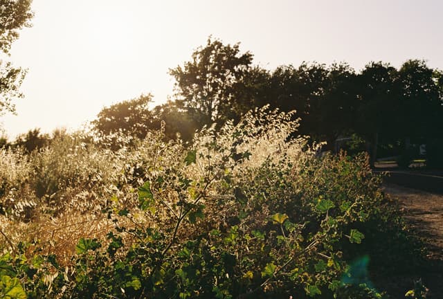Sunlight filters through trees, casting a warm glow on wild grasses in a tranquil outdoor setting