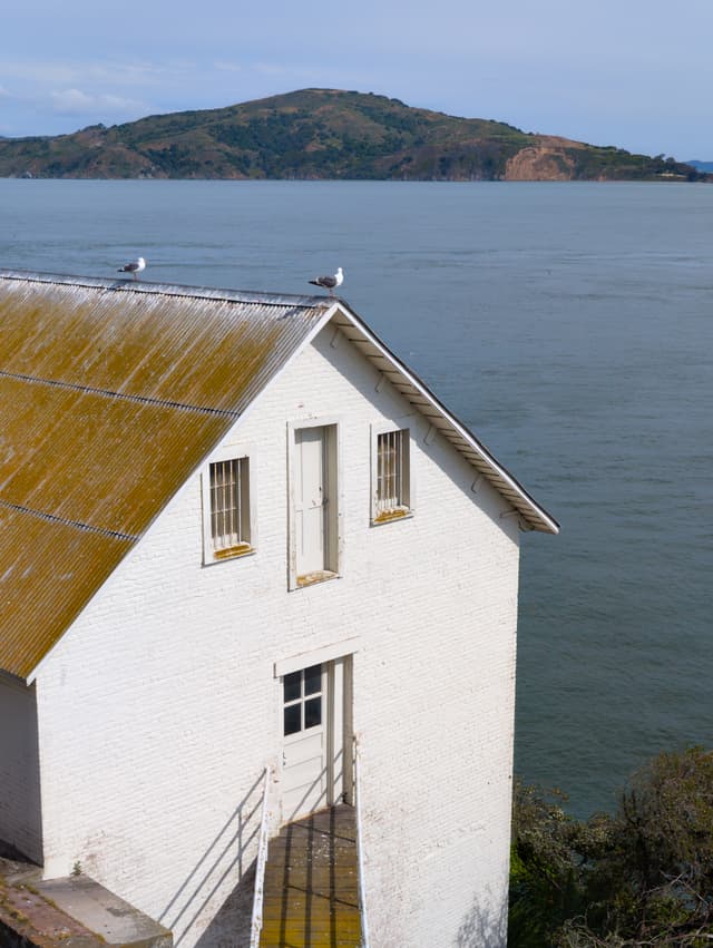 Alcatraz chillin'