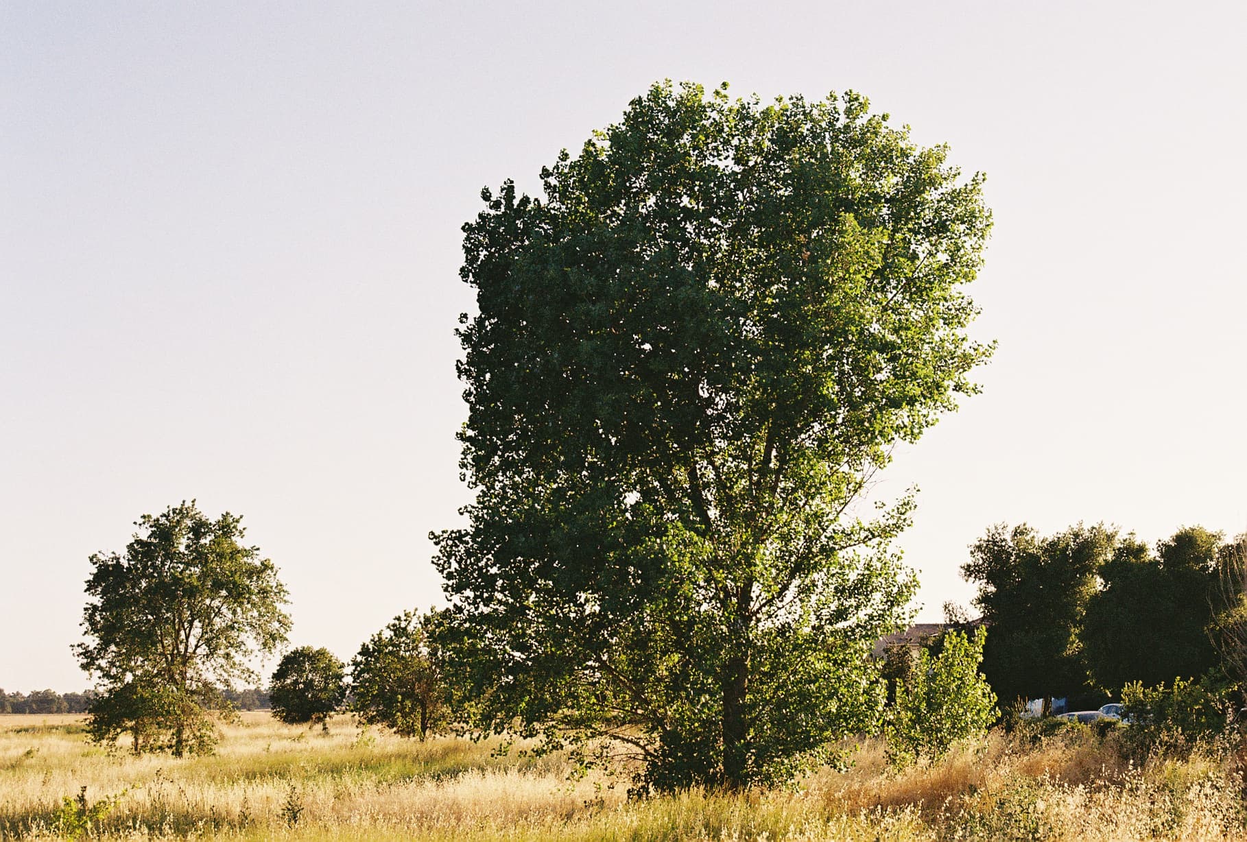 A solitary tree stands in a grassy field under a clear sky